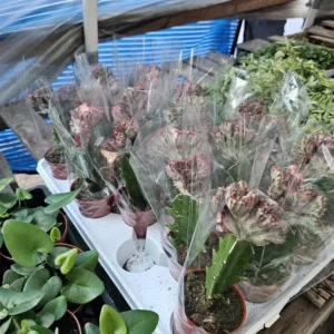 Grafted Euphorbia lactea cristata - Pink Coral Cactus - Crested - 3in Pot