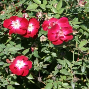 Martha Gonzales Rose 1 Gallon Live Plant – Crimson Flowers, Easy Care, Semi-Evergreen