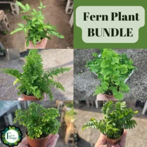 Fern Bundle Assorted Ferns Bundle of 3 - Ribbon, Frosty, Fluffy Ferns