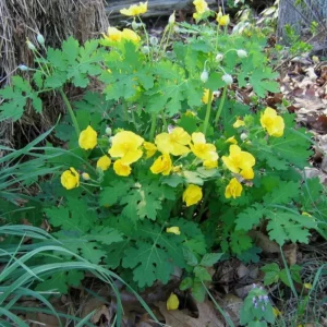 Celandine Poppy 5 Bulb Pack - Stylophorum diphyllum Yellow Flowering Spring Bulbs