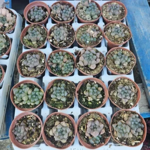 Haworthia Cooperi Purple - Unique Translucent Succulent 2in Pots