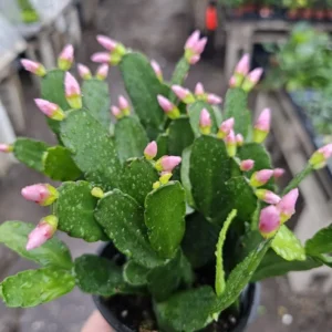 Light Pink Spring Cactus - Rhipsalidopsis gaertneri - Easter Cactus - 2in Pot