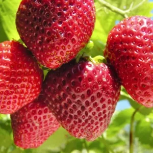 Quinalt Everbearing Strawberry 10 Bare Root Plants - Huge Strawberry Fruit Size