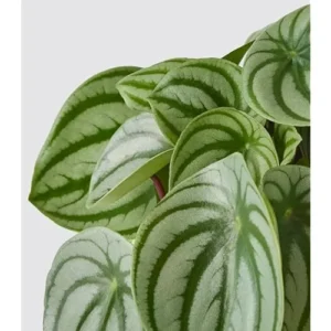 Peperomia Live Plant - 4 to 6 Inch Variegated Succulent for Home & Office