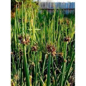 50 Egyptian Walking Onions Bulbs - Medium Size, Perennial, Heirloom Variety