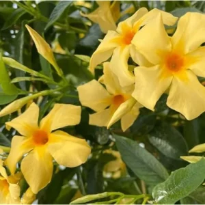 Yellow Mandevilla Vine 6-10 Inch Tall Yellow Dipladenia Bush Perennial Mandevilla Live Plant