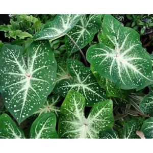 4 Caladium Bulbs for Planting, Green White Tricolor Caladium Tubers, Bulk Pack