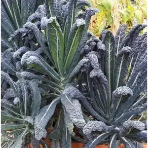 3 Kale Plants - Live Blue Kale Vegetable Plant for Planting, 4 to 6 Inch Tall in 4 Inch Pot