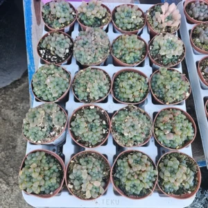 Haworthia Cooperi Variegated - Succulent Plant - 2in Pot