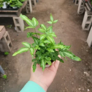 Ribbon Fern - Pteris Cretica Albolineata - 2in Pot - Variegated Houseplant