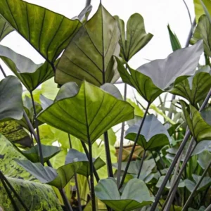 Tea Cup Elephant Ear - Colocasia esculenta Live Plant 5-9 Inch Tall