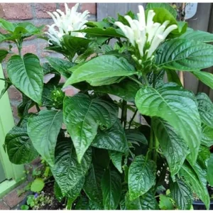 White Shrimp Plant, White Plume Flower, 4-8 Inches Tall, Ready to Grow