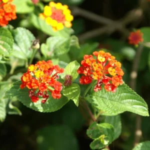 Dallas Red Lantana Live 4 Inch Plant – Red Flowers, Deer-Resistant, Heat-Tolerant