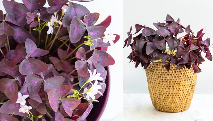 shamrock plants in a pot