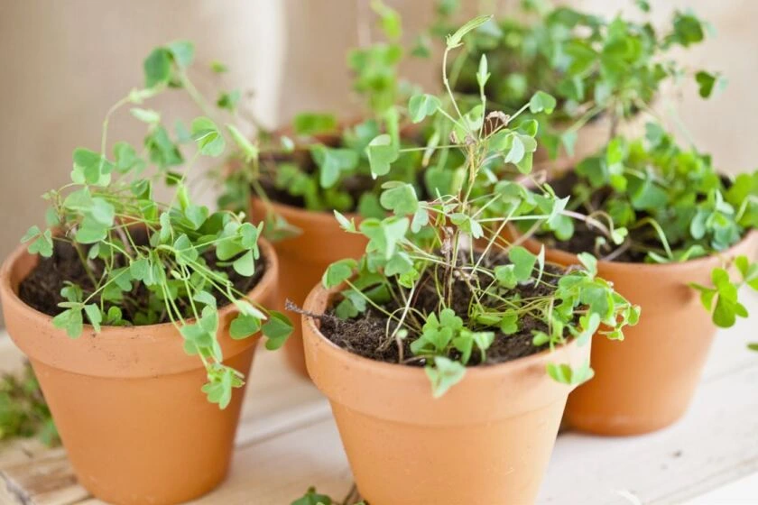 growing shamrocks indoors