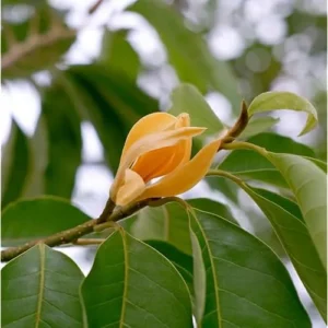 Gold Champaca Live Plant - Magnolia Champaca Yellow Flowers - 1 to 2 Feet Tall
