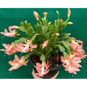 Christmas Cactus Zygocactus - 3 Inch Pot - Salmon Color - Holiday Succulent