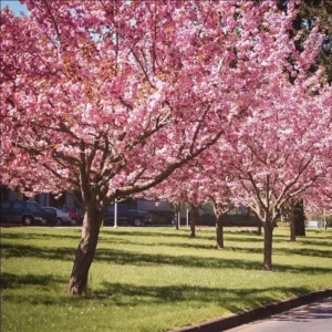 2 Pink Kwanzan Cherry Trees – Double Carnation Blooms, Spring Flowers