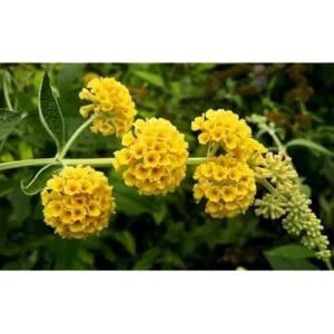 Yellow Butterfly Bush Live Plant 4-6
