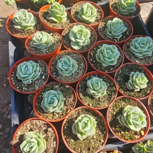 Graptoveria Lovely Rose Succulent - 2in Pot - Rare Rosette Plant