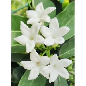 Madagascar Jasmine Plant - 1 to 2 Feet Tall, White Flowers, Gallon Pot
