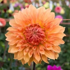 Giant Dinnerplate Dahlia Noordwijks Glory Flower Bulb - Big Orange Dahlia - Perennial