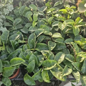Hoya Krinkle - Ripple Hoya - Crinkle Hoya - 2in Pot - Trailing Houseplant