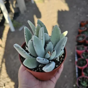 Kalanchoe Tomentosa Panda Plant - Rare Succulent - 2in Pot