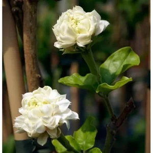 Grand Duke Jasmine Plant - 1 Feet Tall Gallon Pot, Double White Blooms