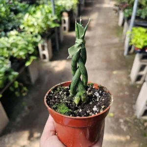 Fernwood Snake Plant - Air Purifying - 4in Pot - Low Light and Easy Care