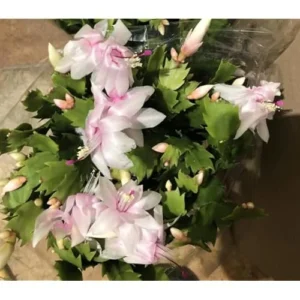 Christmas Cactus Zygocactus - 3 Inch Pot, White Schlumbergera, Live Plant