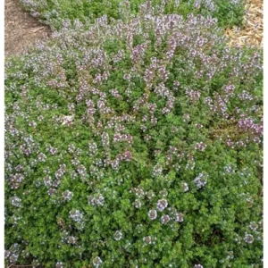 4 Live Lemon Thyme Plants - 3 to 5 Inch - Fresh & Aromatic - 4 Pack