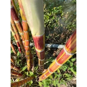 2 Red Sugar Cane Plants 8-10 Inch Striped Unroots Sugarcane