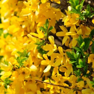 1 Lynwood Gold Forsythia Bush - Yellow Flowering Shrub - 3.5 in Pot - Fast-Growing Shrub with Yellow Blooms