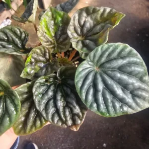 Peperomia Napoli Nights - Radiator Plant - 2in Pot - Easy Care