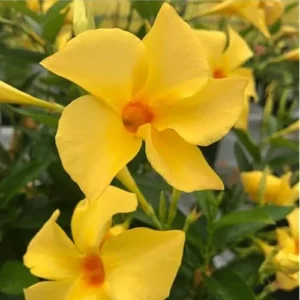 2 Yellow Mandevilla Live Plants - 6 to 10 Inch - Vibrant Climbing Vine