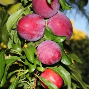 2 Santa Rosa Plum Trees 2 Feet Tall Self-Pollinating High Yield Edible Fruit