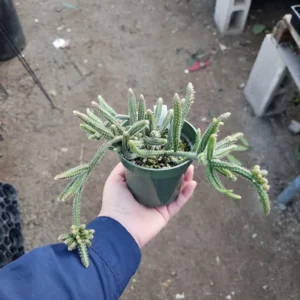 Rhipsalis Horrida Mouse Tail Cactus - 1 Unrooted Cutting - Rare Tropical Cactus