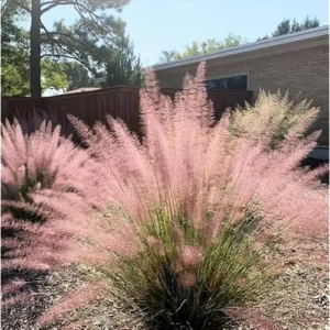 2 Live Pink Muhly Grass Plants, 5 to 8 Inches Tall, Ornamental Grass, Ready to Grow