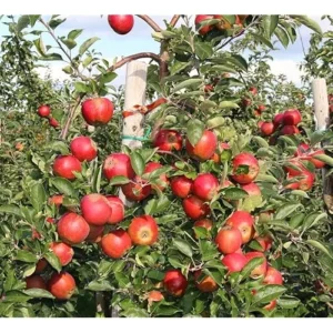 2 Pink Apple Trees Sweet Apples 2-3 Feet Tall Bare Root Red Pink Apple Plants