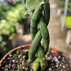 Fernwood Snake Plant - Air Purifying - 4in Pot - Low Light and Easy Care