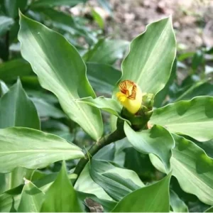 3 Insulin Plants 4-6