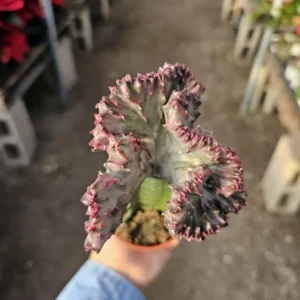 Grafted Euphorbia lactea cristata - Pink Coral Cactus - Crested - 3in Pot