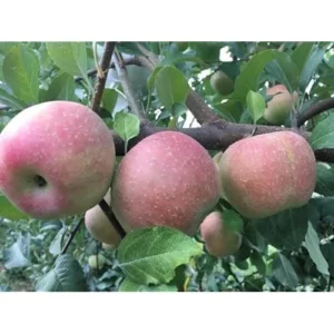 2 Sweet Sixteen Apple Trees - 2-3 Feet Tall, Bare Root, Red Sweet Apples