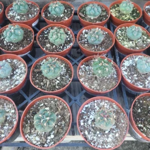 Rare Suncup Cactus - 4in Pot - Low Maintenance, Full Sun