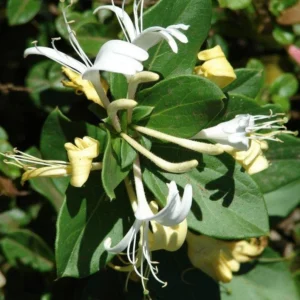 1 Japanese Honeysuckle Lonicera Japonica 3.5 In Pot, Fragrant White Flowers, Evergreen Vine