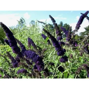 Black Knight Butterfly Bush Live Plant 4-6
