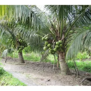 Dwarf Green Malayan Coconut Seedling 6-8" Tall - Green Coconut Plant