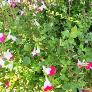 5 White Pink Salvia Plants - Live Sage Flowers - 4-Inch Pot - Perennials