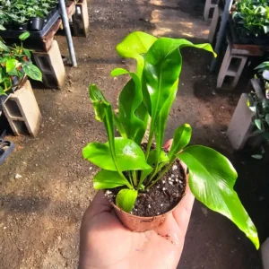 Bird's Nest Fern 2 Inch Pot - Asplenium nidus - Premium Indoor Fern - Easy Care